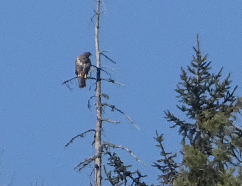 foto brutte 2....Buteo buteo (poiana)